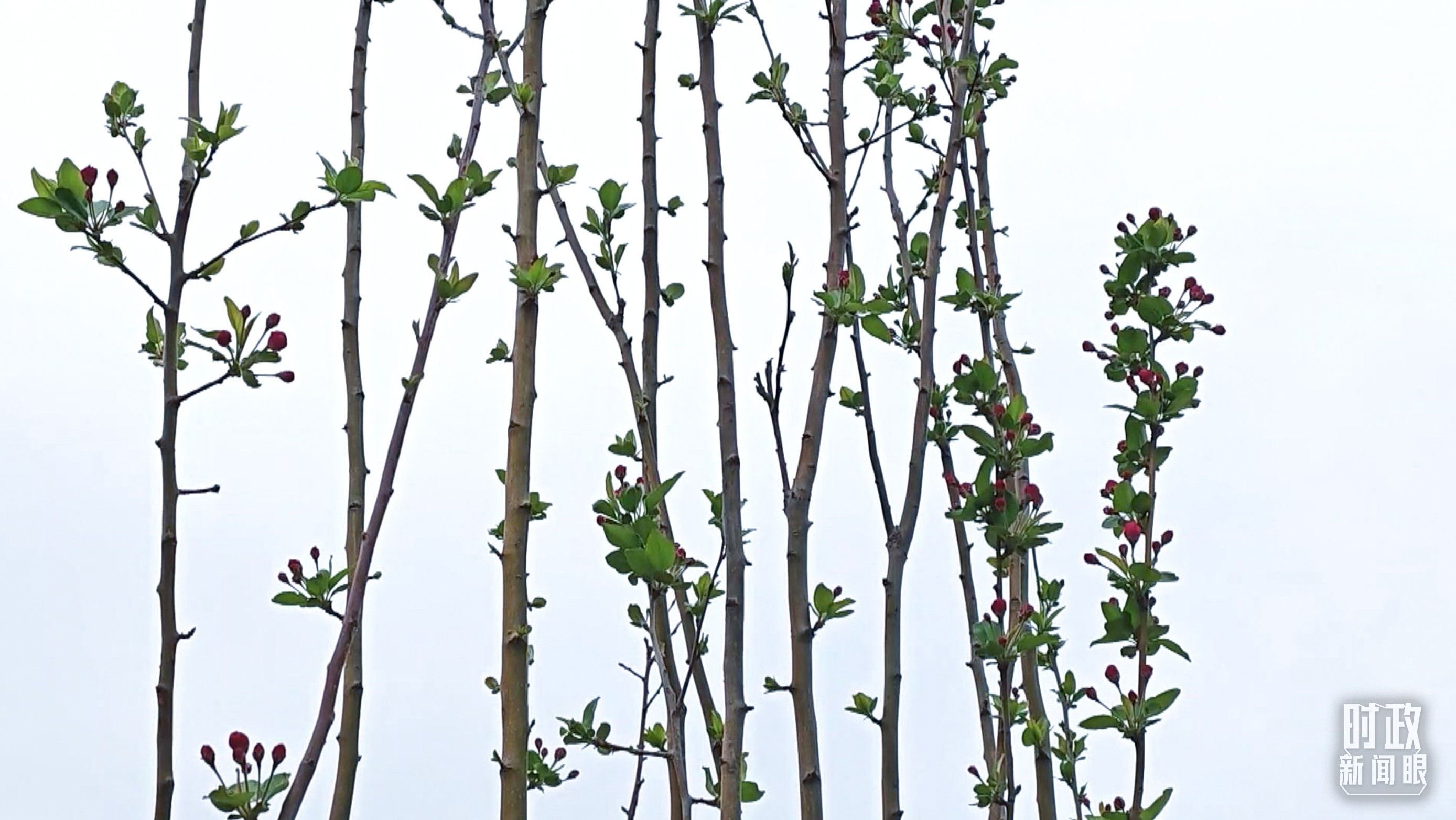 時(shí)政新聞眼丨在今年首都義務(wù)植樹(shù)現(xiàn)場(chǎng)，習(xí)近平這三句話(huà)飽含深意