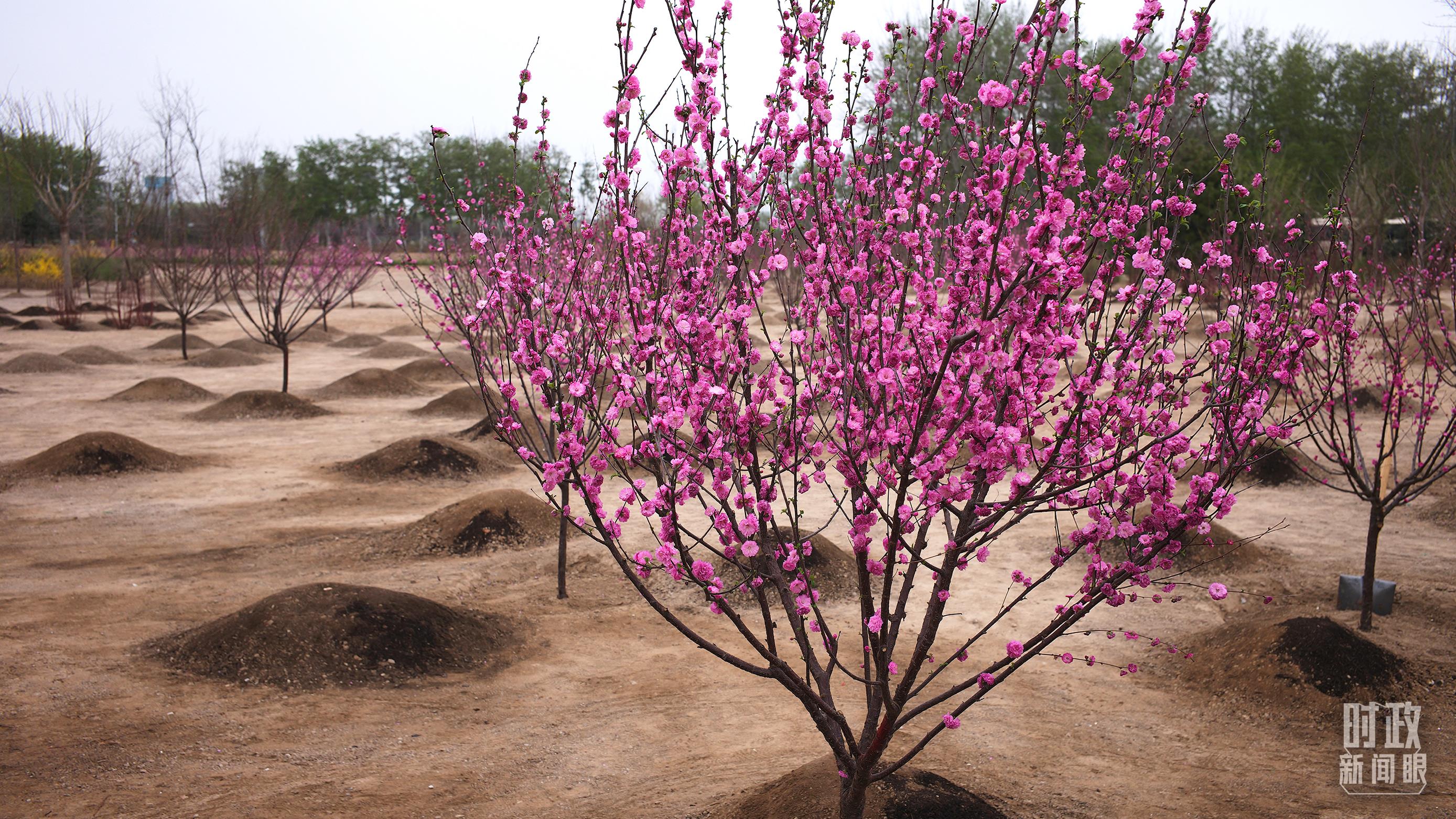 時(shí)政新聞眼丨在今年首都義務(wù)植樹(shù)現(xiàn)場(chǎng)，習(xí)近平這三句話(huà)飽含深意