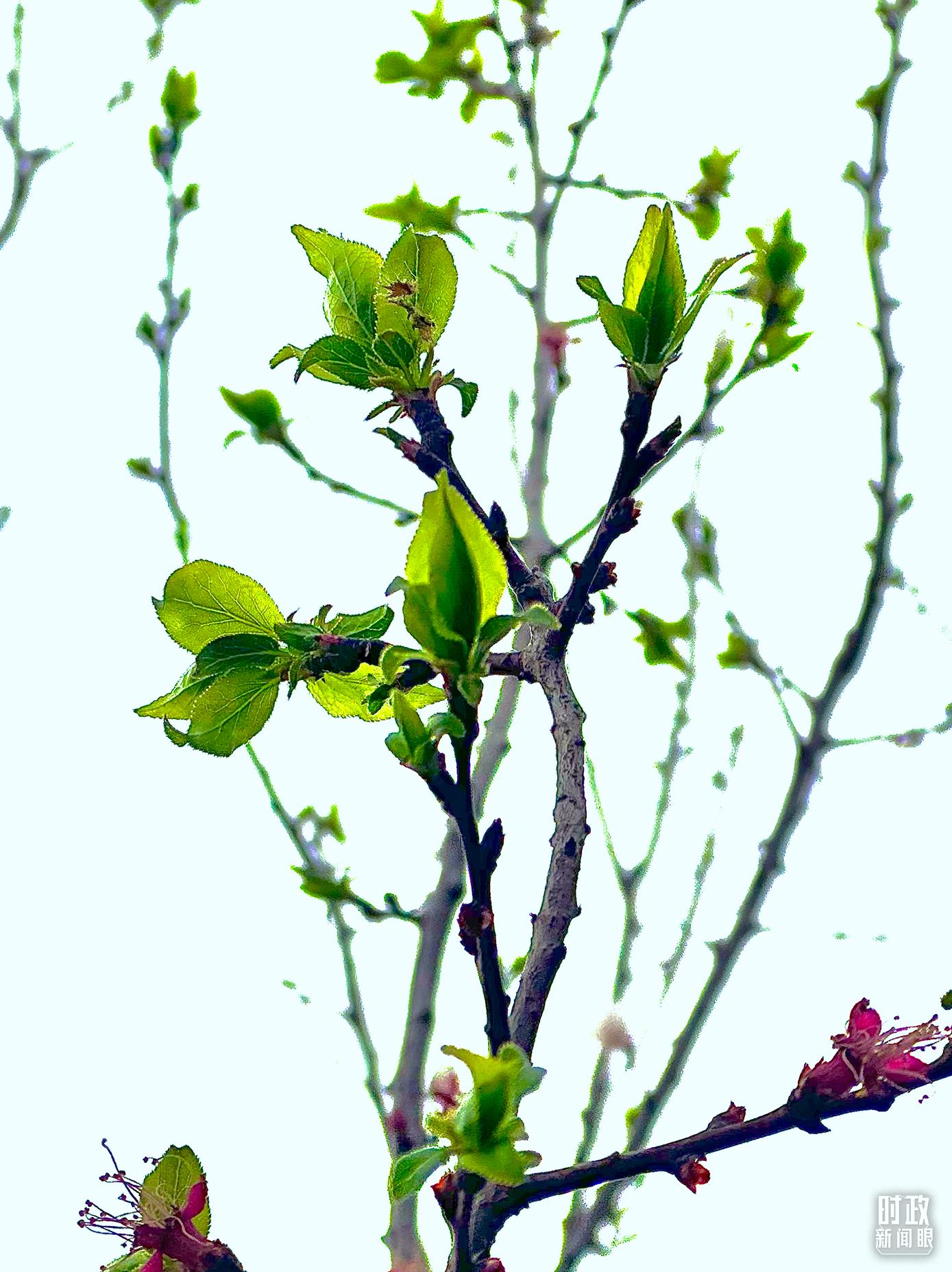 時(shí)政新聞眼丨在今年首都義務(wù)植樹(shù)現(xiàn)場(chǎng)，習(xí)近平這三句話(huà)飽含深意