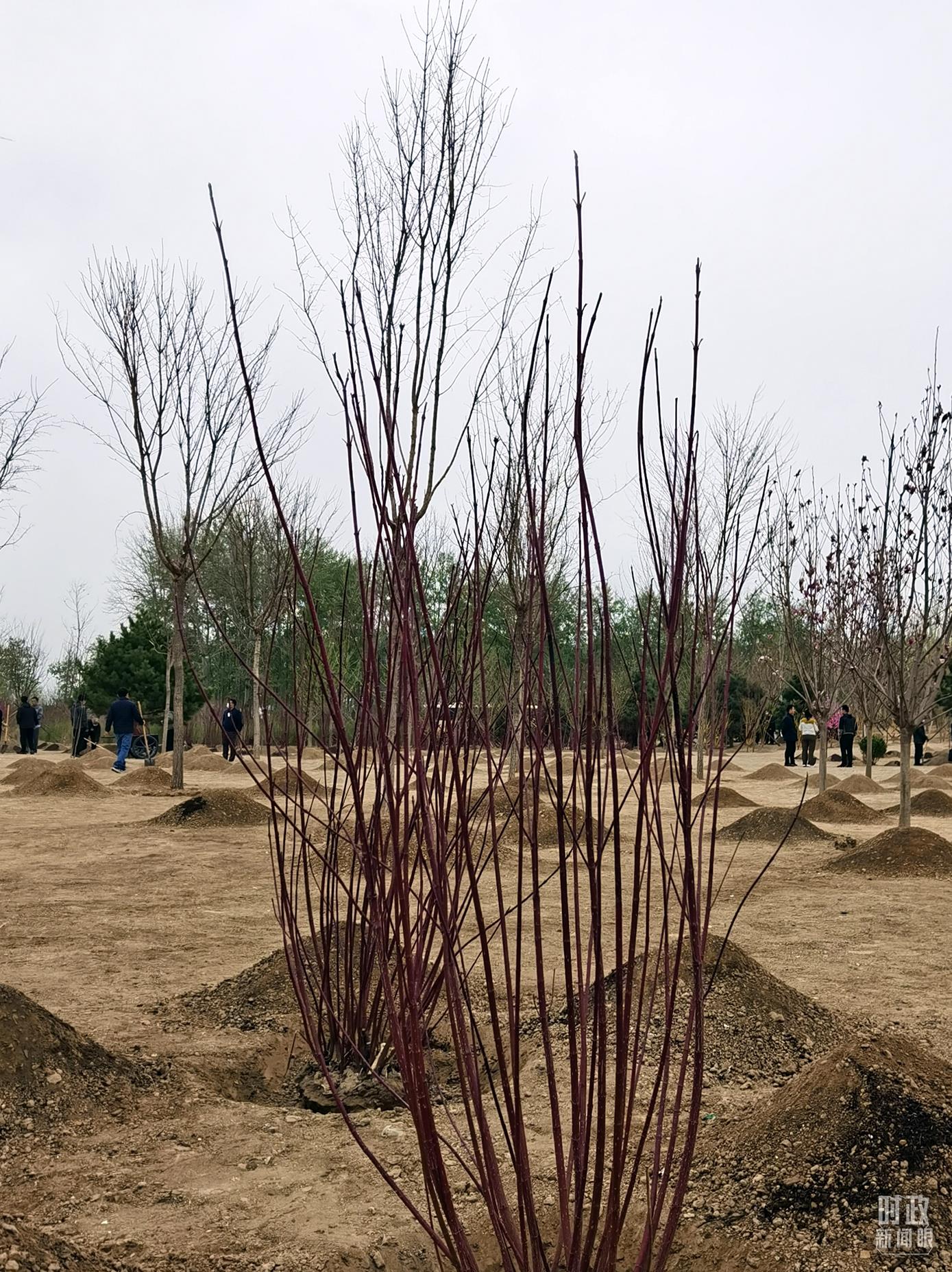 時(shí)政新聞眼丨在今年首都義務(wù)植樹(shù)現(xiàn)場(chǎng)，習(xí)近平這三句話(huà)飽含深意