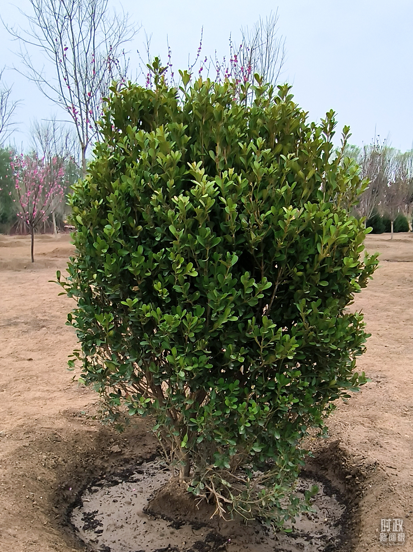 時(shí)政新聞眼丨在今年首都義務(wù)植樹(shù)現(xiàn)場(chǎng)，習(xí)近平這三句話(huà)飽含深意