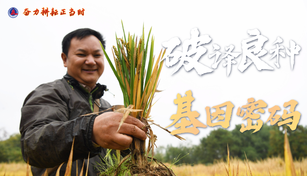新時代新征程新偉業(yè)·習近平總書記關切事丨奮力耕耘正當時——農(nóng)業(yè)強國建設一線的四個故事