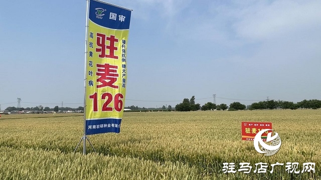 駐研種業(yè)捷報(bào)頻傳：駐麥126、駐麥156、駐研198相繼通過審定