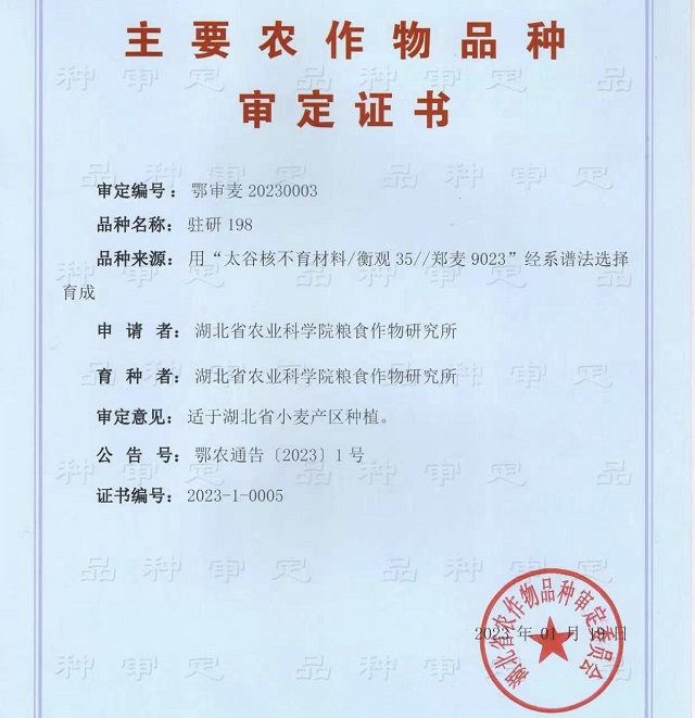 駐研種業(yè)捷報(bào)頻傳：駐麥126、駐麥156、駐研198相繼通過審定