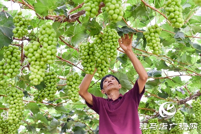 泌陽縣春水鎮(zhèn)：葡萄迎豐收 村民致富忙