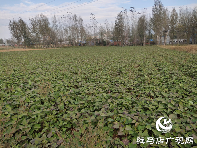 泌陽縣：紅薯種植帶來助農增收“新”薯光