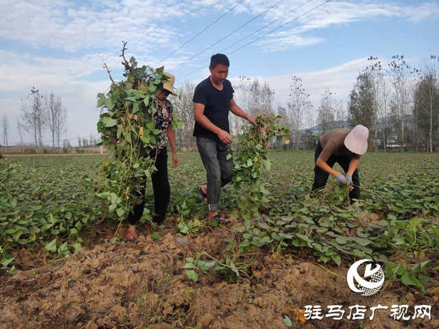 泌陽縣：紅薯種植帶來助農增收“新”薯光
