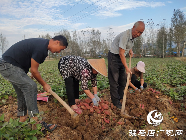泌陽縣：紅薯種植帶來助農增收“新”薯光