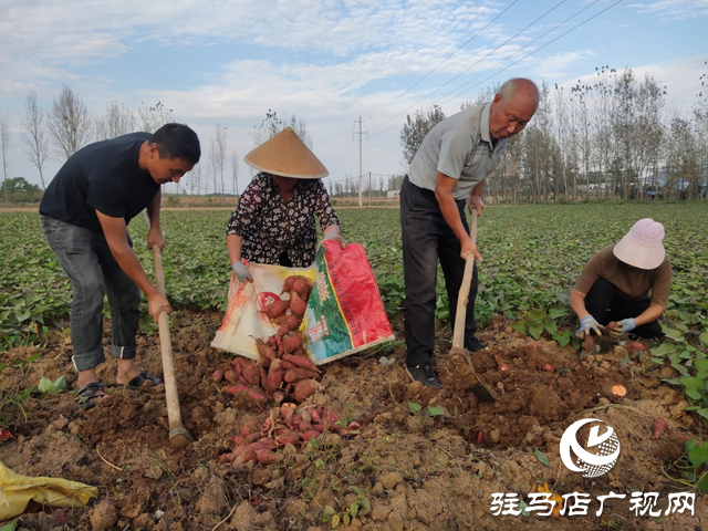 泌陽縣：紅薯種植帶來助農增收“新”薯光