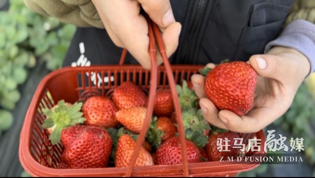 吃貨看過來！每斤35元！駐馬店這一水果新鮮上市......