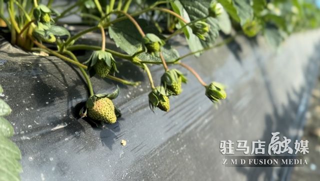 吃貨看過來！每斤35元！駐馬店這一水果新鮮上市......