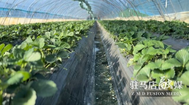 吃貨看過來！每斤35元！駐馬店這一水果新鮮上市......