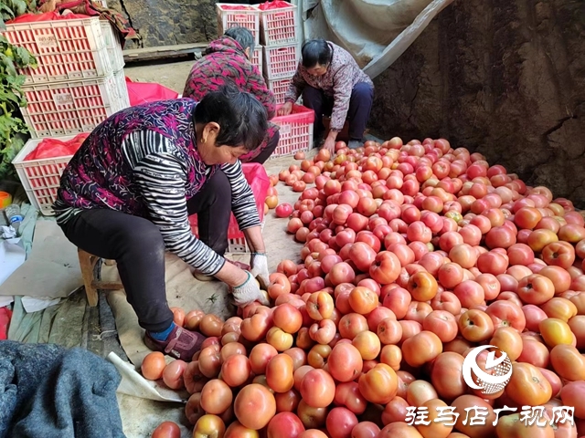 驛城區(qū)水屯鎮(zhèn)：“菜籃子”成為村民致富的“錢(qián)袋子”