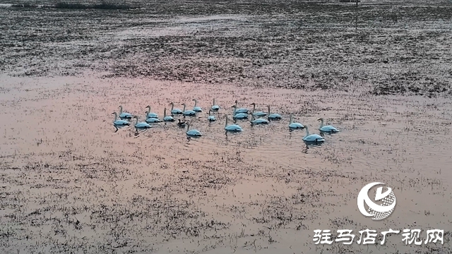 寒冬，他們在宿鴨湖濕地守護候鳥