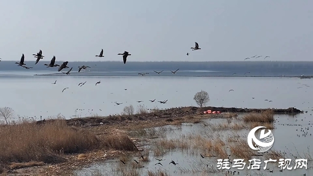 寒冬，他們在宿鴨湖濕地守護候鳥