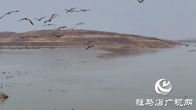 寒冬，他們在宿鴨湖濕地守護候鳥