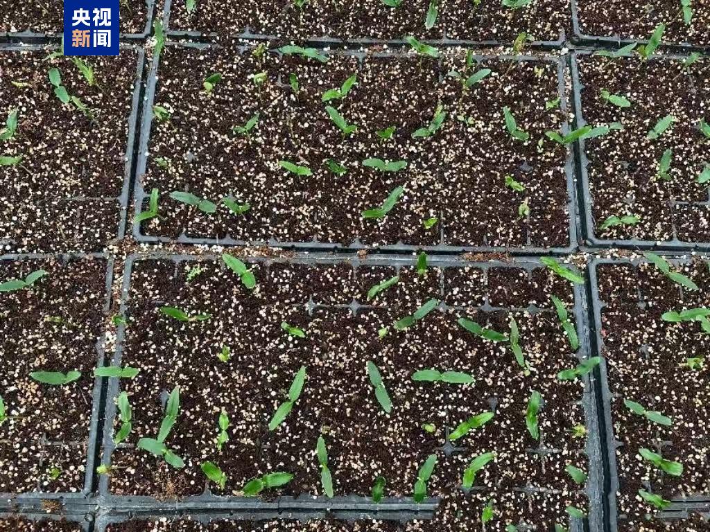 “太空種子”出苗啦，這次是315克油橄欖！