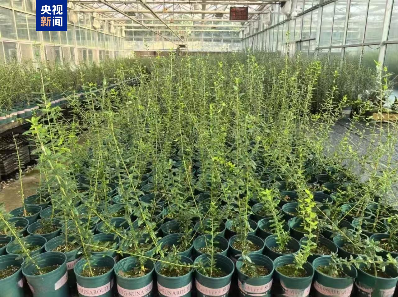 “太空種子”出苗啦，這次是315克油橄欖！