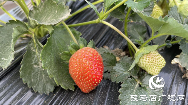 驛城區(qū)順河街道：草莓新鮮上市 開(kāi)啟冬日甜蜜時(shí)光