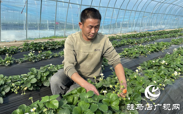 驛城區(qū)順河街道：草莓新鮮上市 開(kāi)啟冬日甜蜜時(shí)光