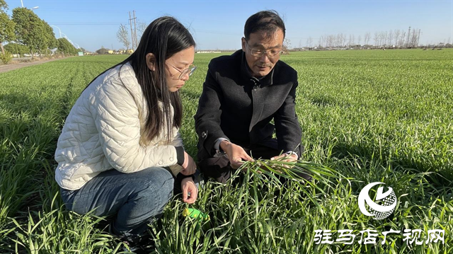 冬季麥苗旺長(zhǎng)怎么辦？專家支招這樣干