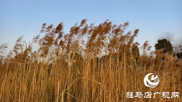 秀水公園蘆葦：冬日里的詩(shī)意與柔情