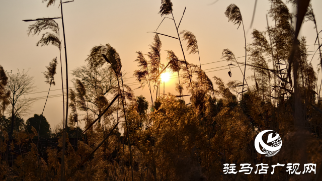 秀水公園蘆葦：冬日里的詩(shī)意與柔情