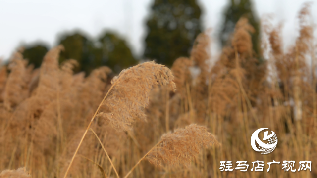 秀水公園蘆葦：冬日里的詩(shī)意與柔情