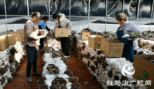 正陽縣熊寨鎮(zhèn)毛集村：菌菇撐起“增收傘” 鄉(xiāng)村綻放“幸福花”