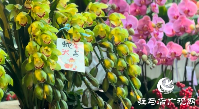 新春佳節(jié)即將到來(lái)，綠植花卉成為節(jié)日新寵