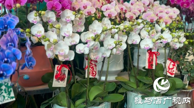 新春佳節(jié)即將到來(lái)，綠植花卉成為節(jié)日新寵