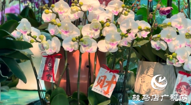 新春佳節(jié)即將到來(lái)，綠植花卉成為節(jié)日新寵