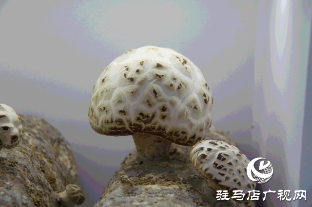 明日正式開幕！2025泌陽花菇國際產(chǎn)業(yè)創(chuàng)新大會(huì)