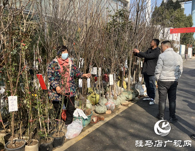 駐馬店：苗木市場(chǎng)購(gòu)銷兩旺