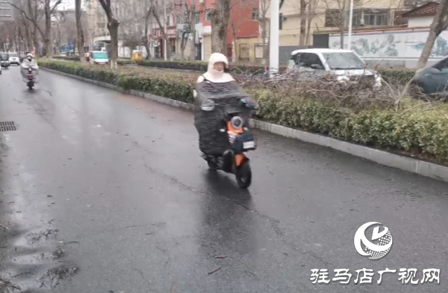 暴風(fēng)雨突襲 刮倒路旁大樹(shù)