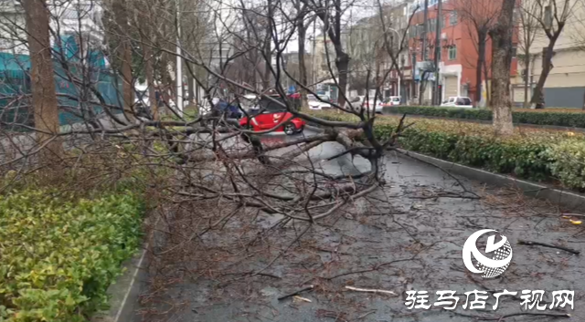 暴風(fēng)雨突襲 刮倒路旁大樹(shù)
