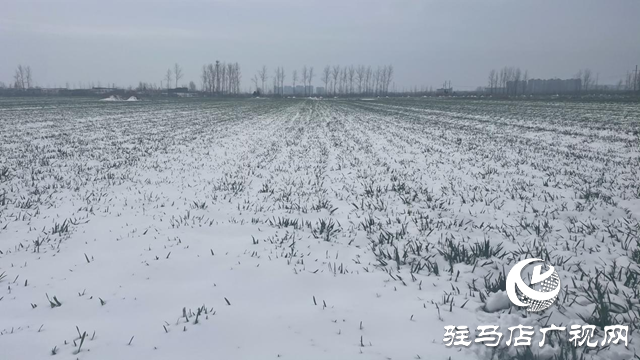 駐馬店：“及時(shí)雪”潤(rùn)澤萬(wàn)畝麥田 種糧大戶喜笑顏開