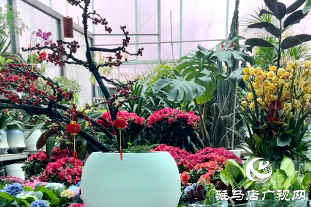 駐馬店：“三八”節(jié)臨近 鮮花市場(chǎng)銷售火爆