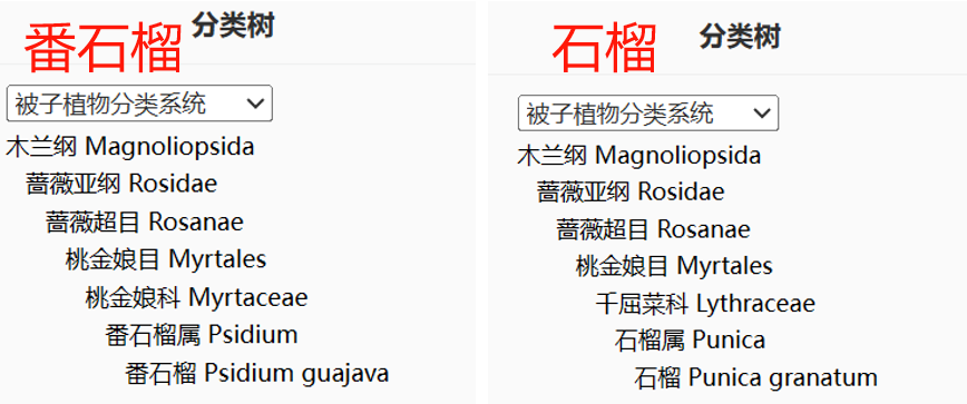 這種水果維C比蘋果高21倍，春天吃正好！
