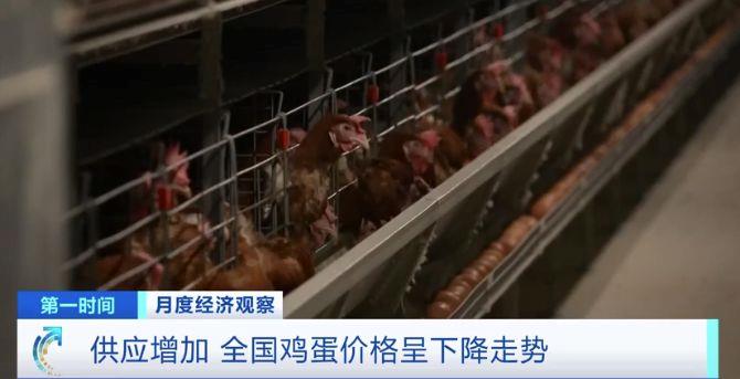 需求減少、供應(yīng)增加 全國雞蛋價(jià)格呈下降走勢