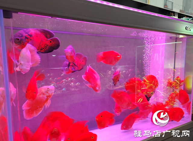 天氣轉(zhuǎn)暖 觀(guān)賞魚(yú)市場(chǎng)持續(xù)升溫