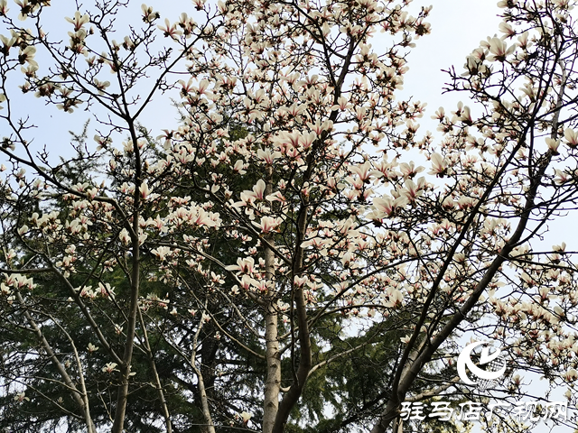 駐馬店：萬(wàn)花競(jìng)放引客醉