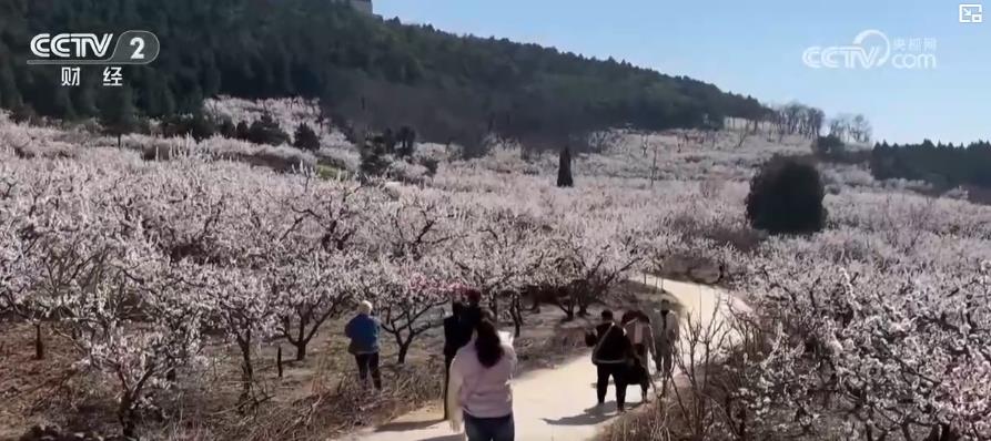 以“花”為媒、以“旅”促農(nóng) 勾勒鄉(xiāng)村振興新圖景