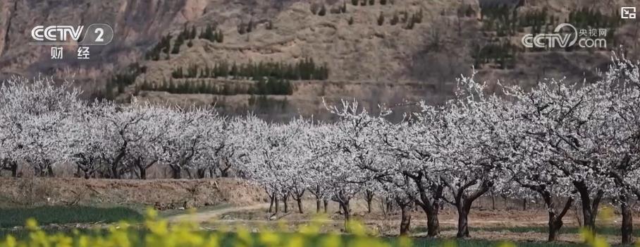 以“花”為媒、以“旅”促農(nóng) 勾勒鄉(xiāng)村振興新圖景