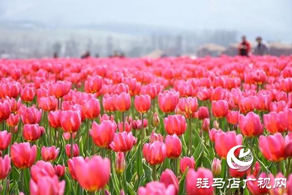 【邀您打卡】3月22日，嵖岈山郁金香園盛大啟幕
