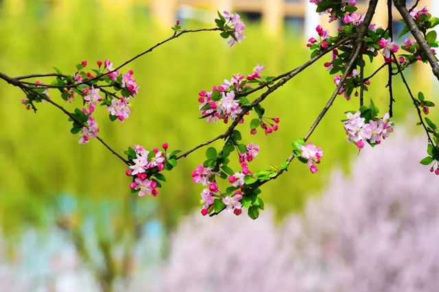 百花繪就春之調(diào)色盤(pán) 錦繡花海引客醉芳菲