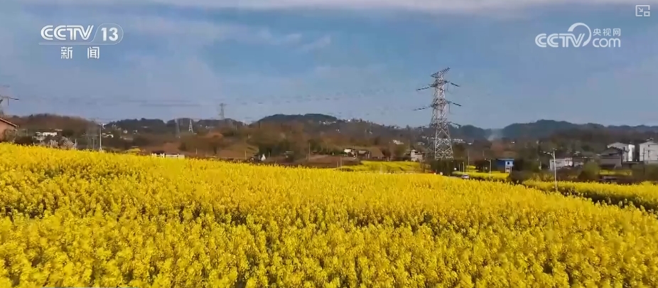 春賞花、夏榨油、秋收糧 “賞花+”扮“靚”經(jīng)濟(jì)新增長(zhǎng)點(diǎn)