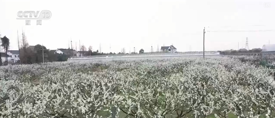 春賞花、夏榨油、秋收糧 “賞花+”扮“靚”經(jīng)濟(jì)新增長(zhǎng)點(diǎn)