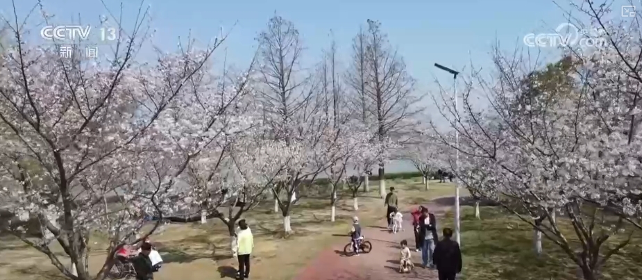 春賞花、夏榨油、秋收糧 “賞花+”扮“靚”經(jīng)濟(jì)新增長(zhǎng)點(diǎn)
