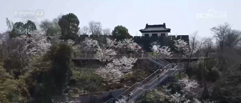 春賞花、夏榨油、秋收糧 “賞花+”扮“靚”經(jīng)濟(jì)新增長(zhǎng)點(diǎn)